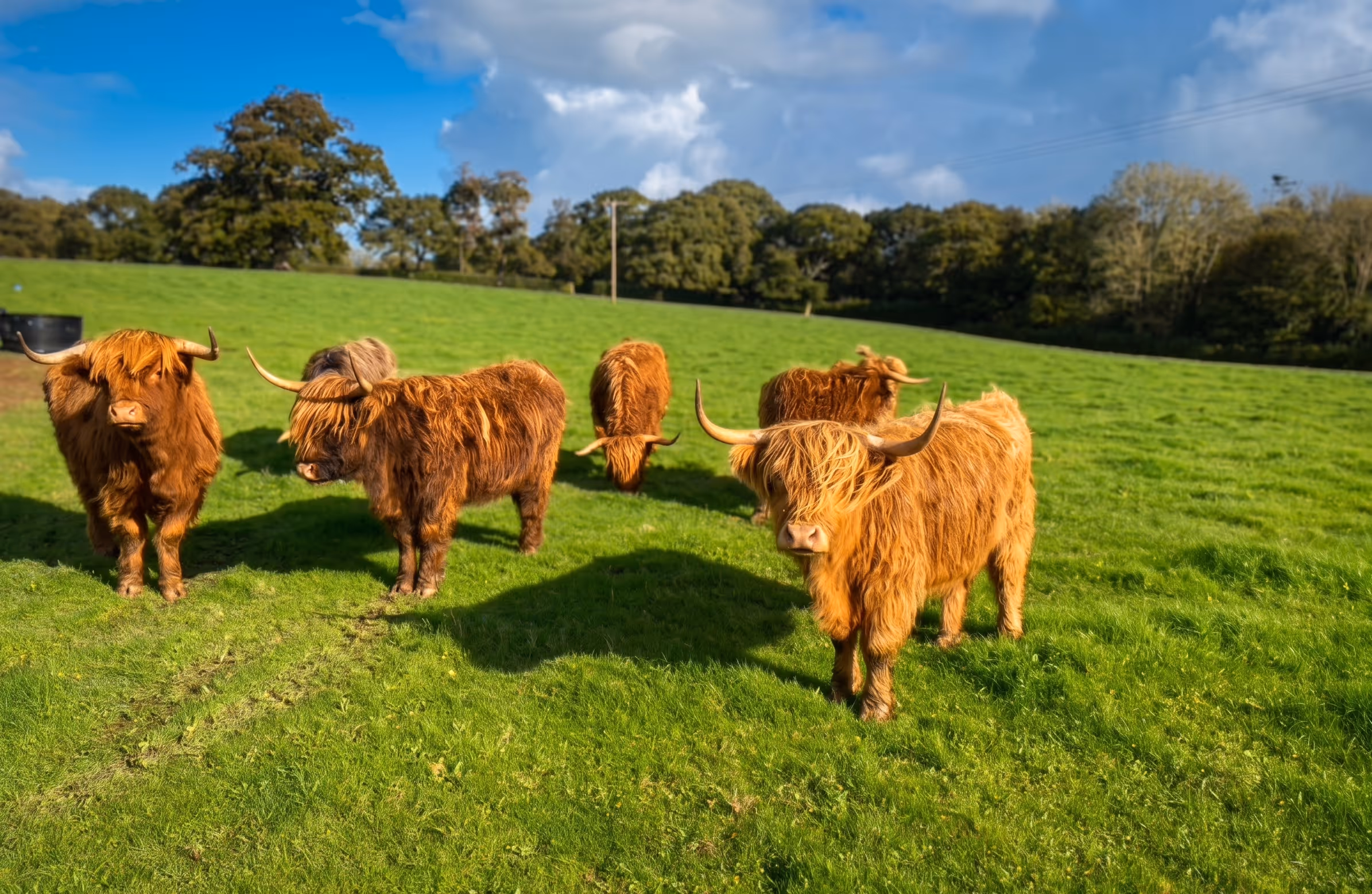 Group of five Highland cattle with long reddish-brown hair and curved horns standing on a green grassy field under a blue sky with clouds.
