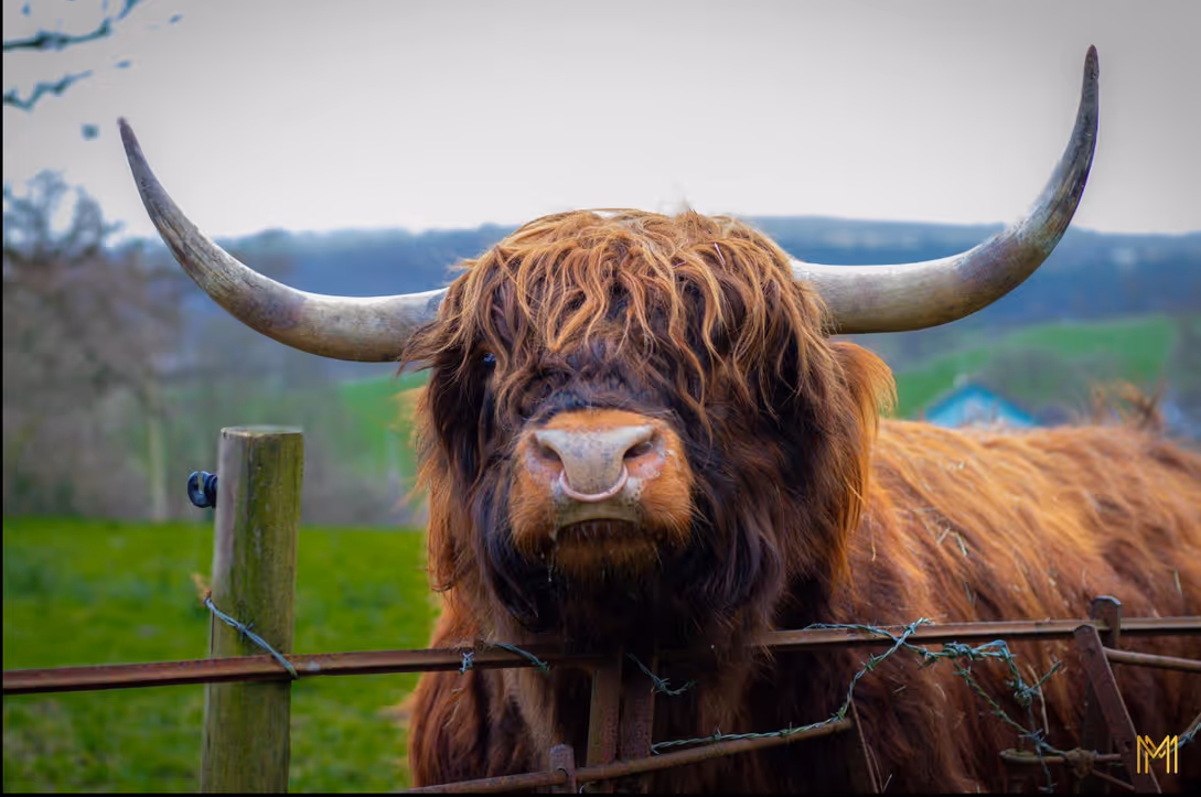 Highland cow with long shaggy hair and large curved horns standing behind a barbed wire fence in a green field.