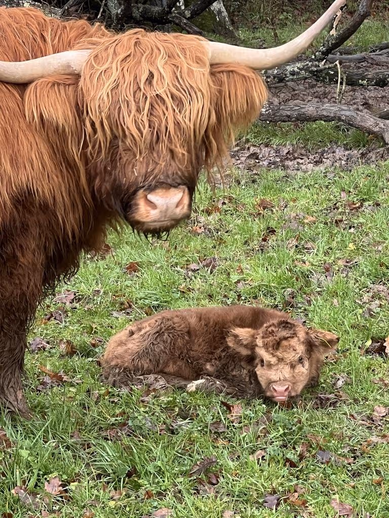 Adult Highland cow with shaggy reddish hair and long horns beside a resting calf in green grass.