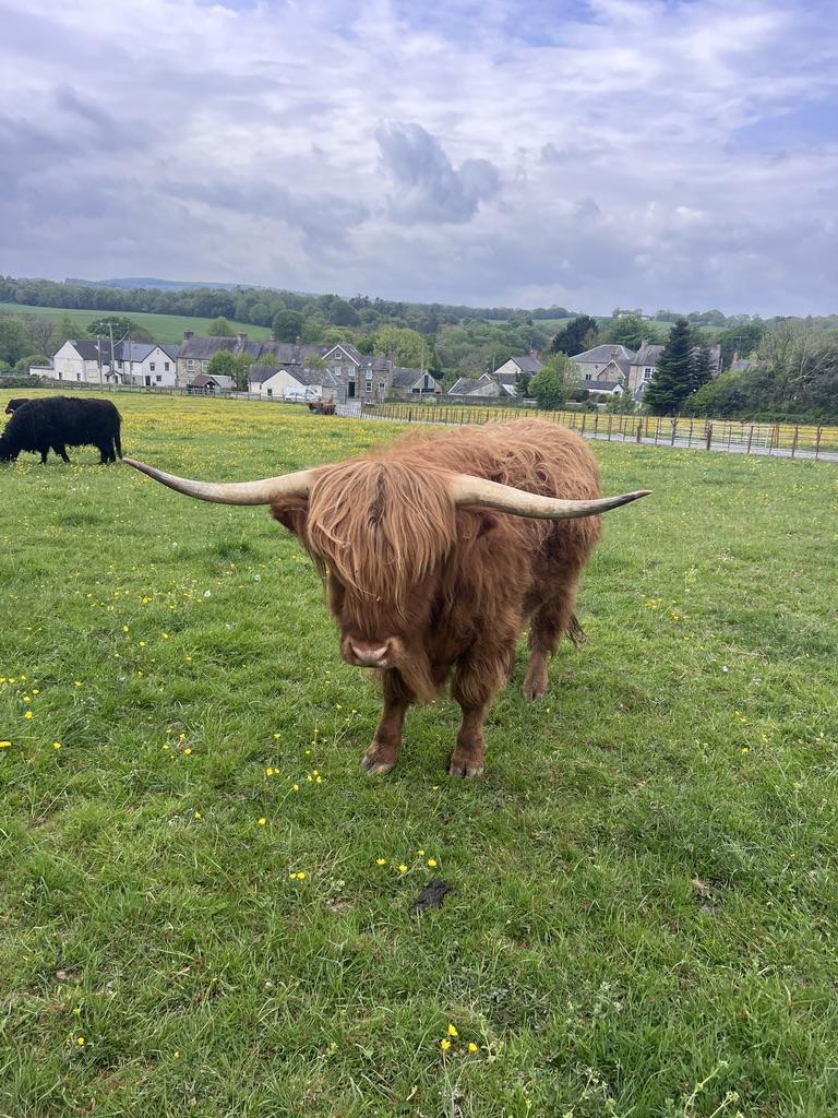 Brown Highland cow with long curved horns standing in a grassy field with small yellow flowers near houses.
