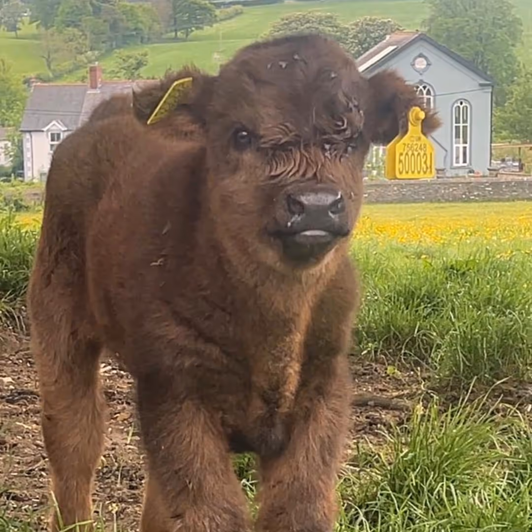 Close-up of a brown calf with yellow ear tags standing on grassy ground with houses in the background.