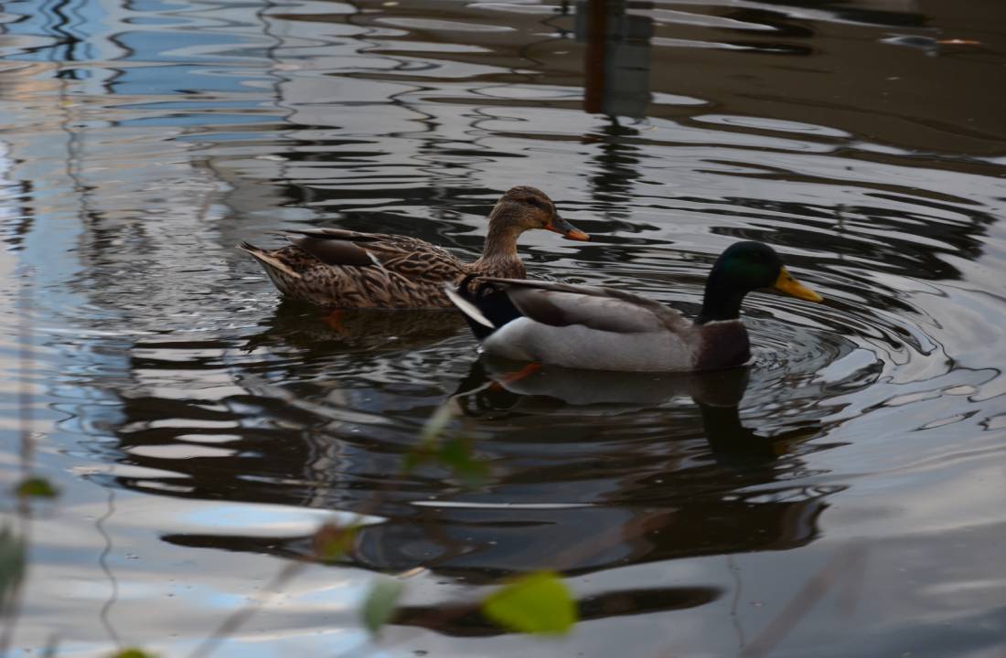 Photo of two dicks swimming next to each other