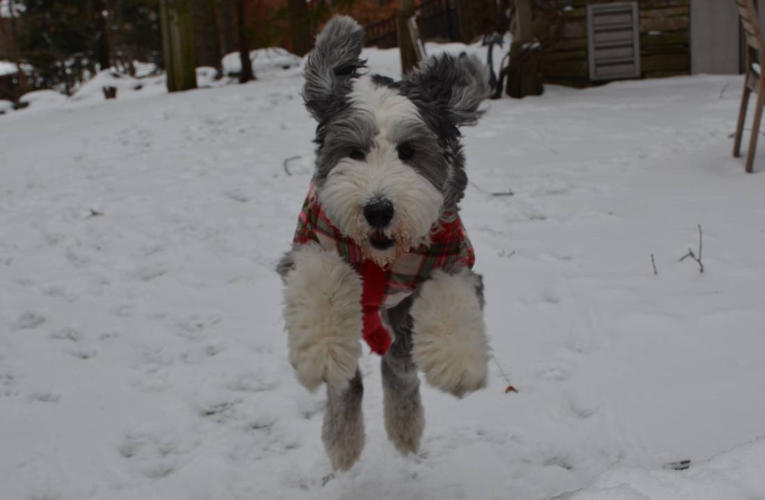 Photo of a dog jumping towards the camera
