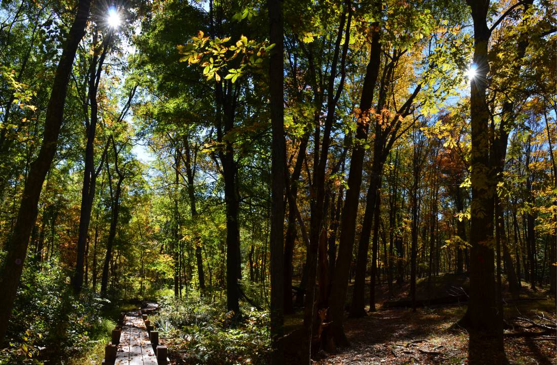 Side by side photos of wooded areas with yellow and green leaves