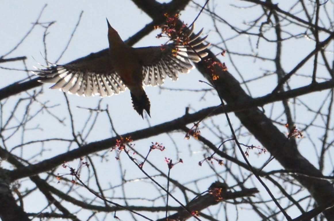 Woodpecker in flight