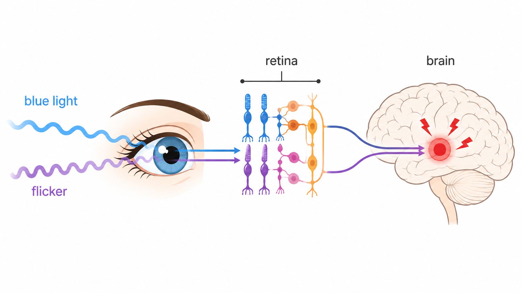 A diagram showing how blue light and screen flicker travel through the eye to the brain.
