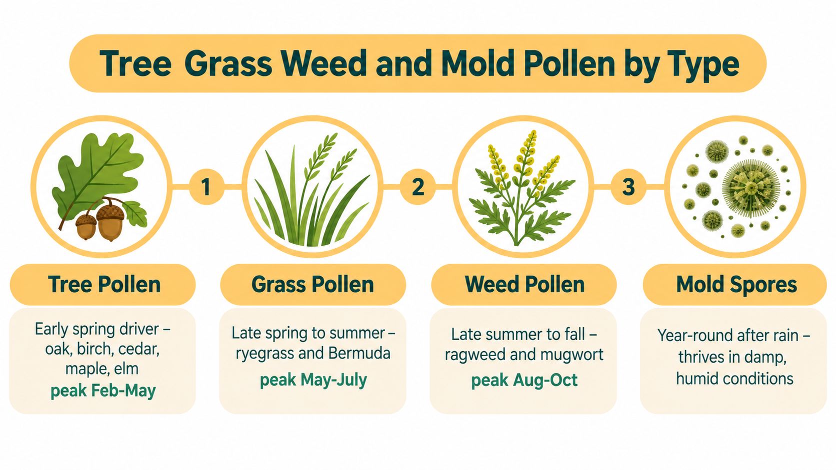 An infographic showing the seasonal peak times for tree pollen, grass pollen, weed pollen, and mold spores.
