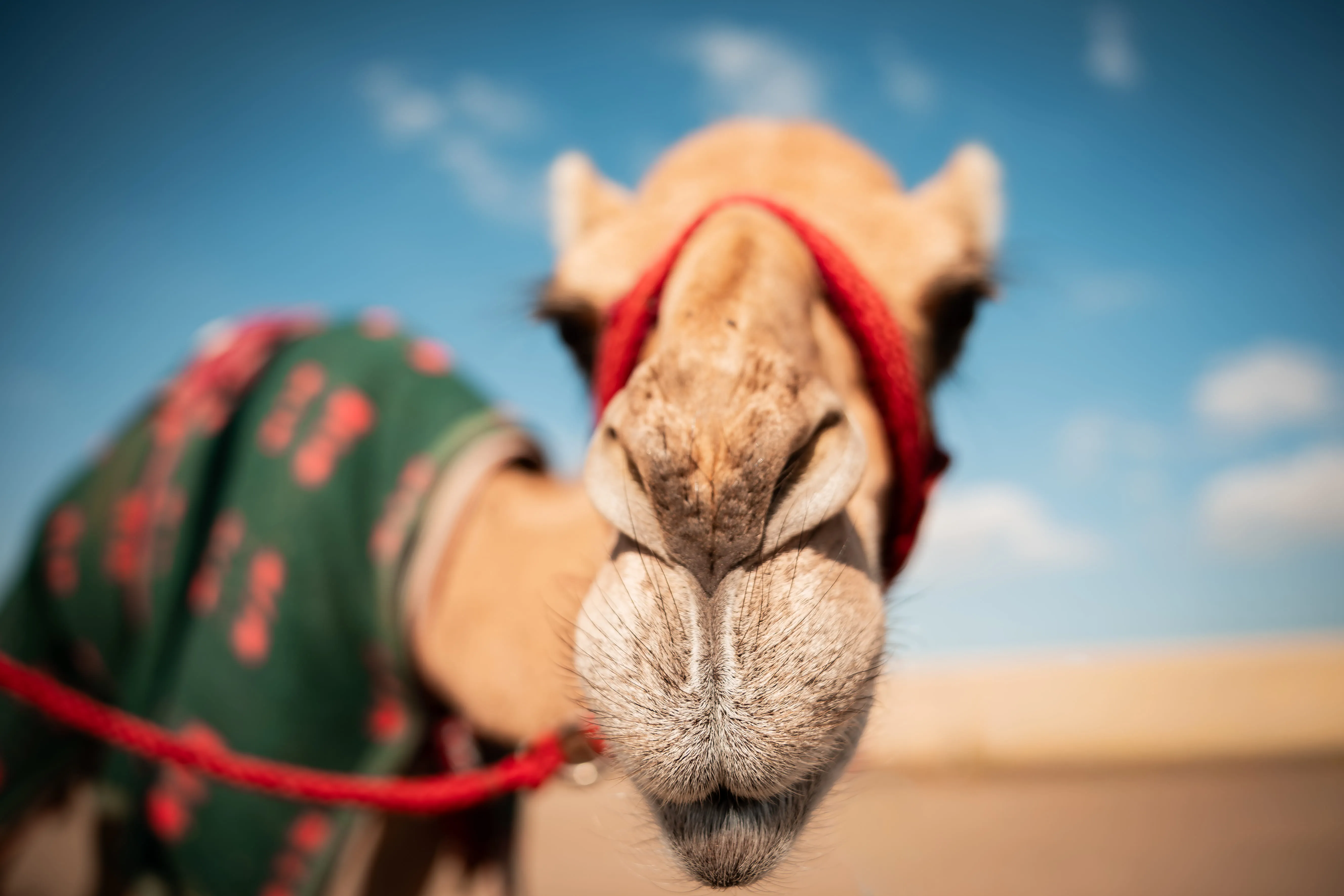 Al Haboob Elite Camel Racing