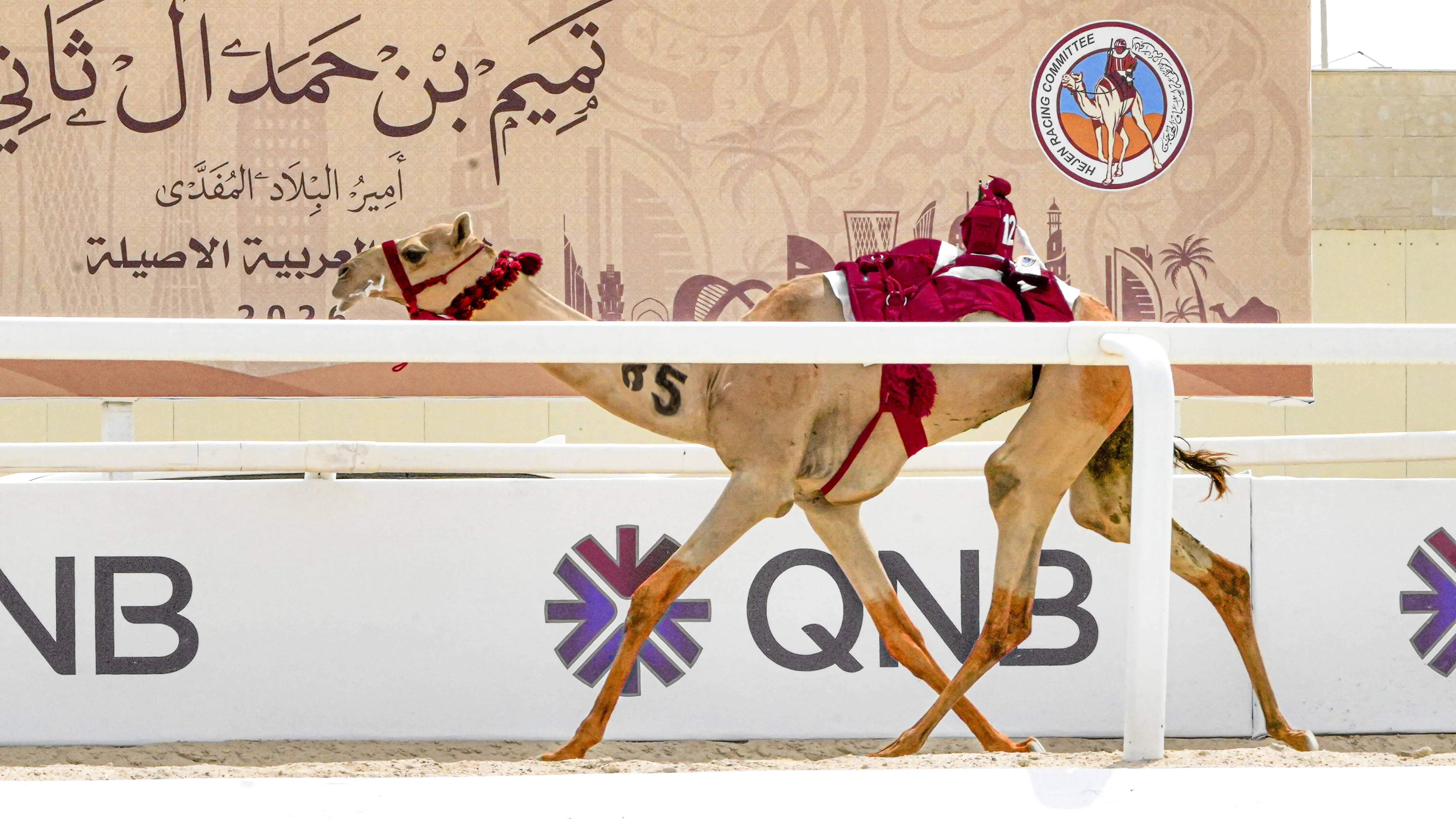 Al Haboob Elite Camel Racing