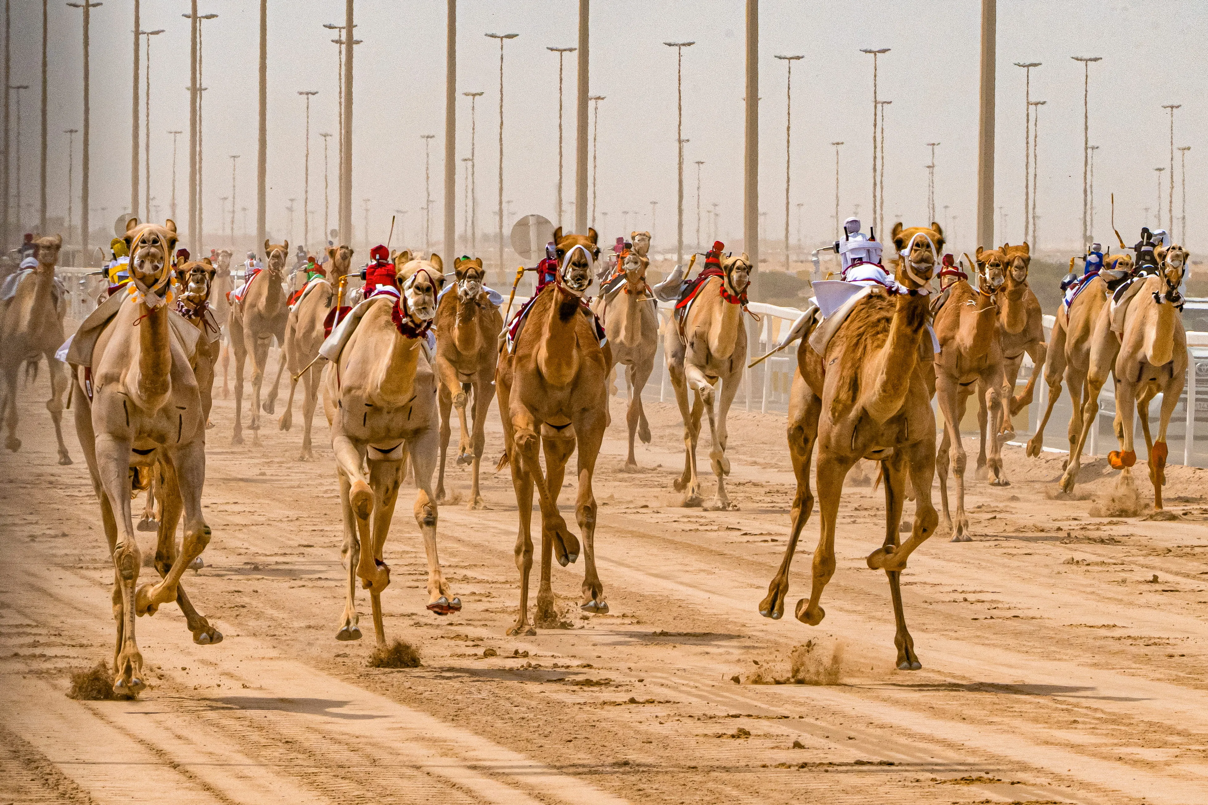 Al Haboob Elite Camel Racing