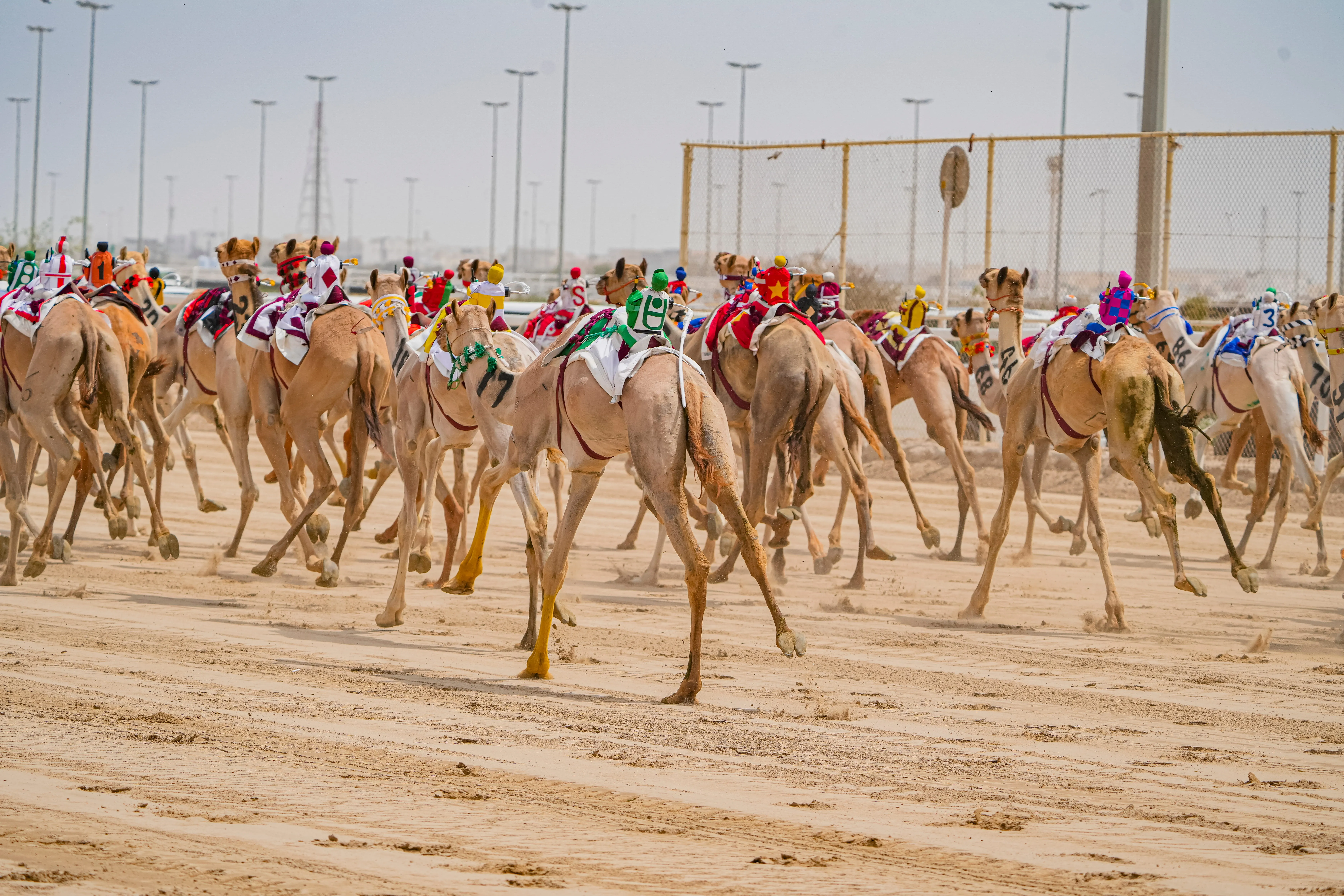 Al Haboob Elite Camel Racing