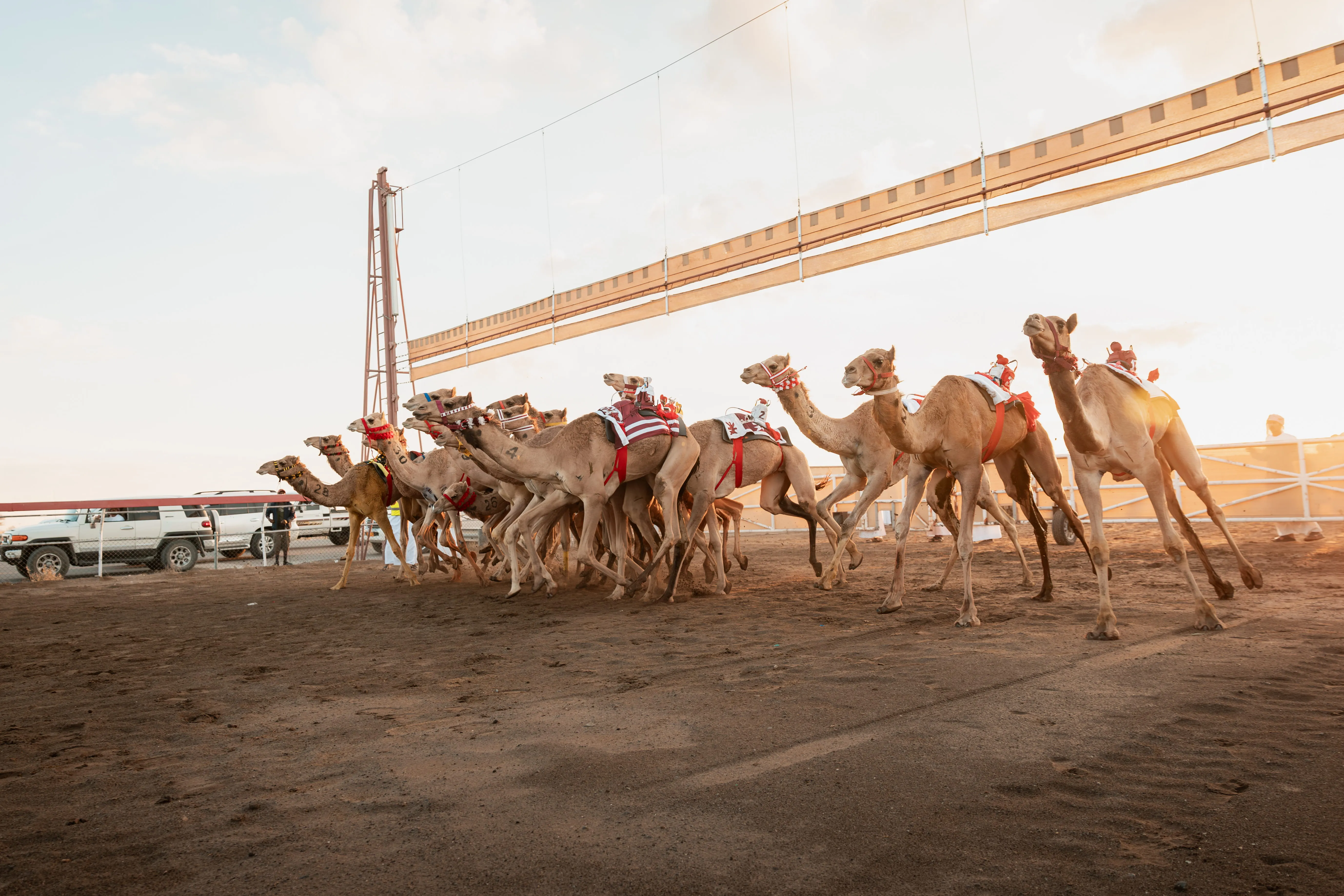 Al Haboob Elite Camel Racing