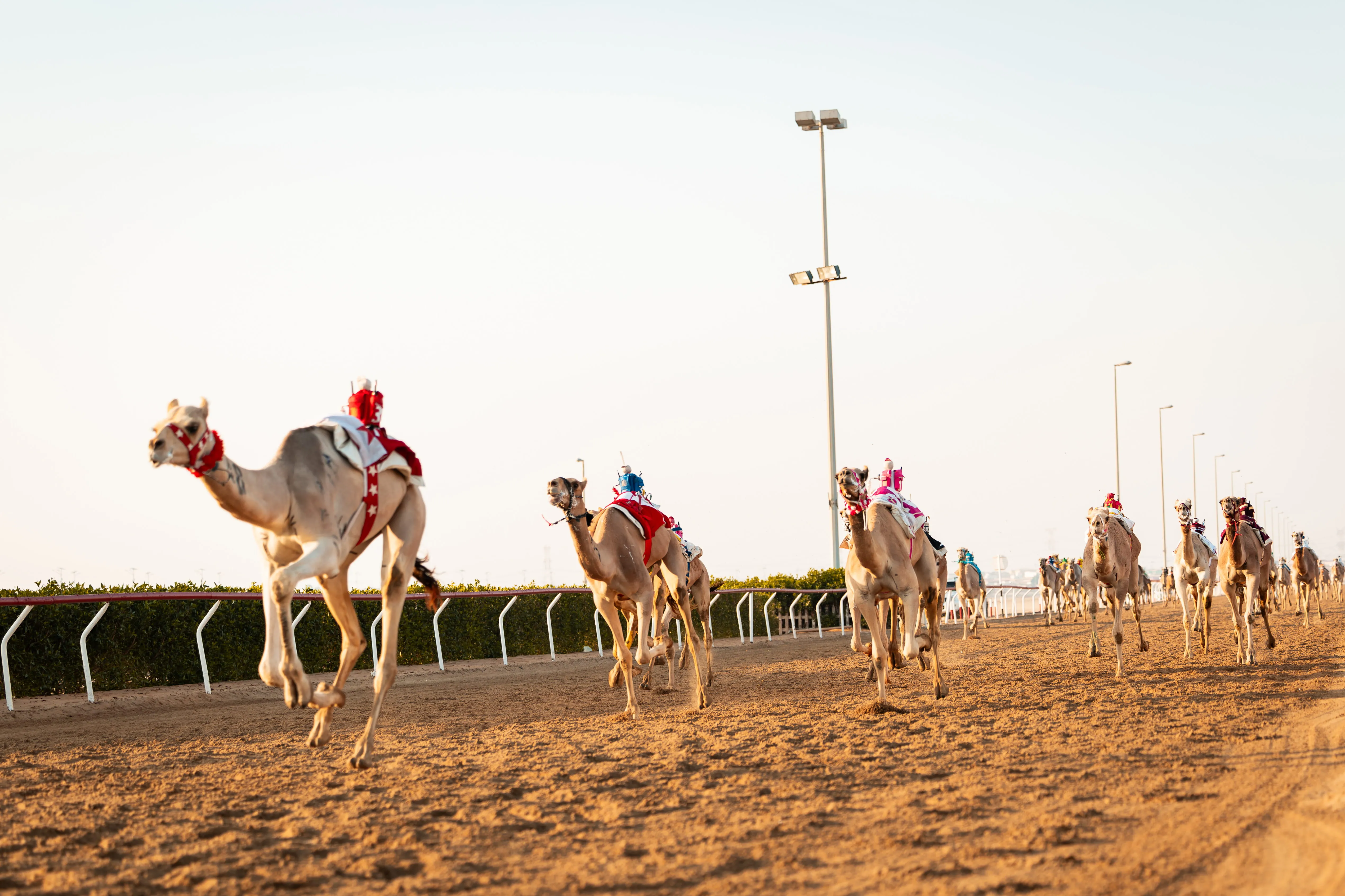 Al Haboob racing camels competing on the track