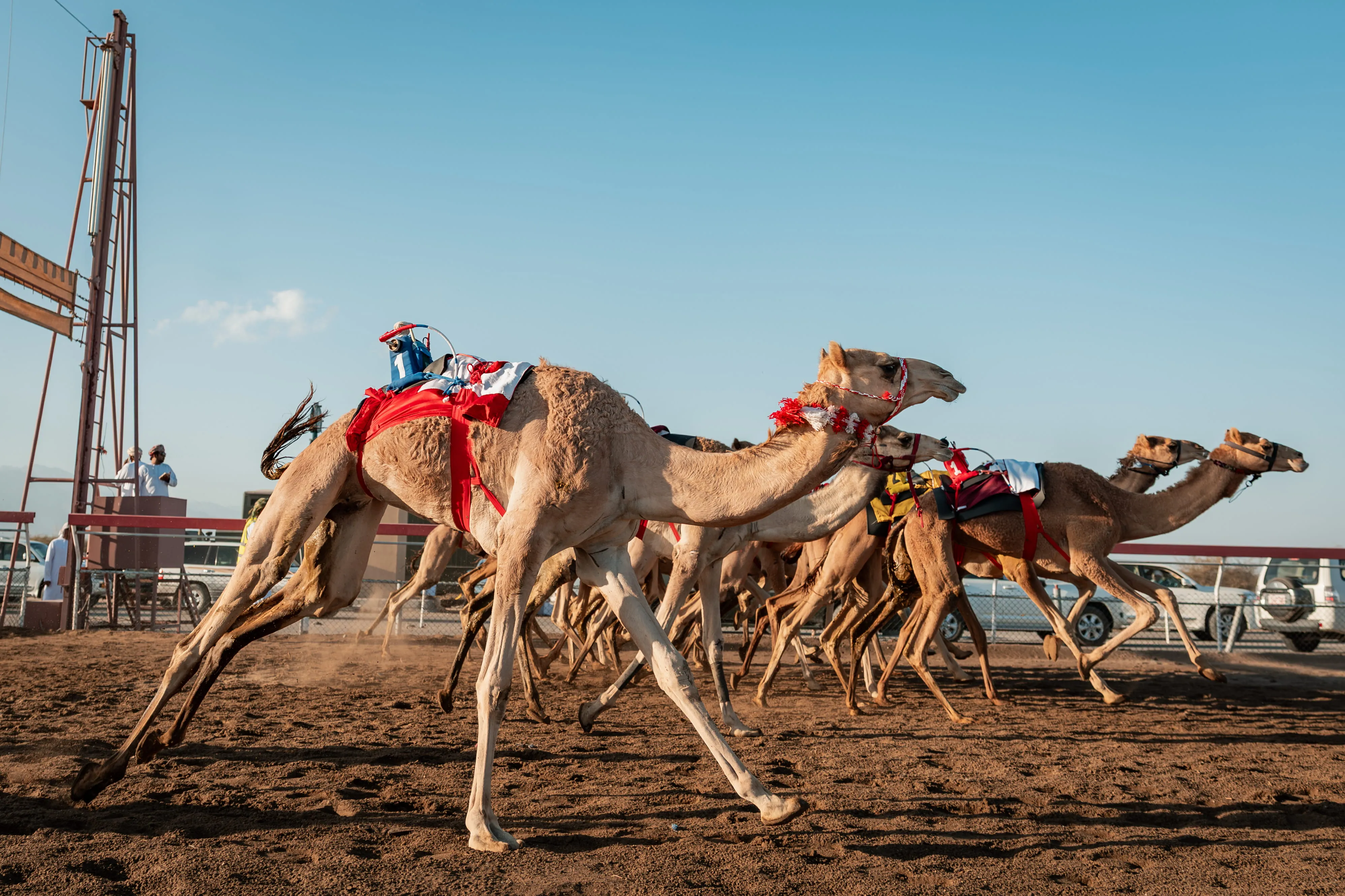 Al Haboob Elite Camel Racing