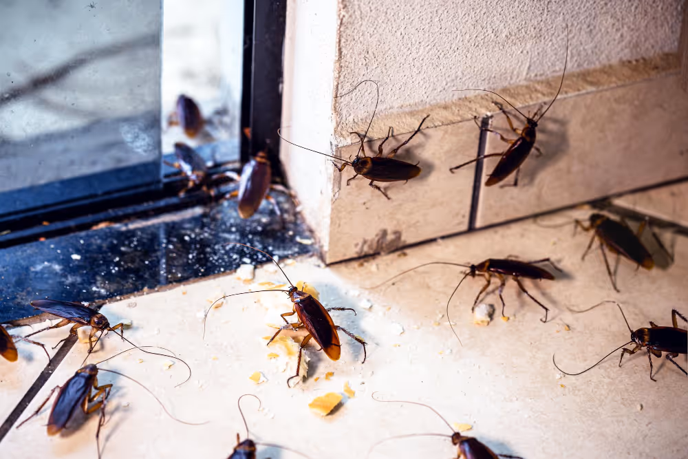 Mehrere Kakerlaken krabbeln auf einem Essensrest auf dem Küchenboden und an der Wand.