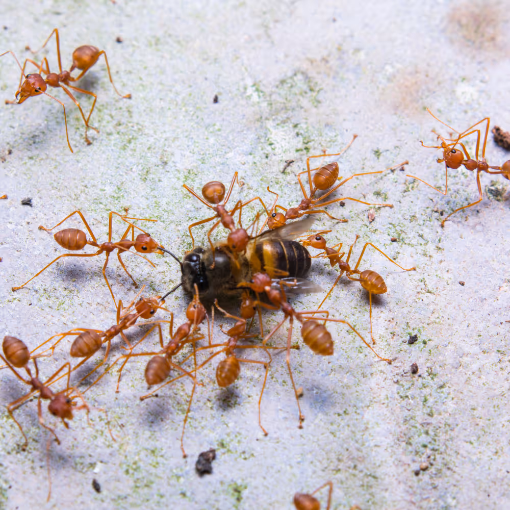 Rote Ameisen greifen eine gefangene Biene auf steinigem Boden an.