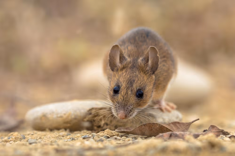 Nahaufnahme einer braunen Maus auf dem Boden mit trockenen Blättern und Steinen.