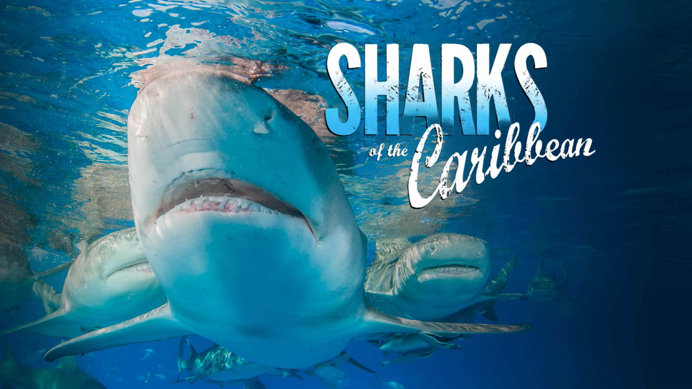 Sharks of the Caribbean
