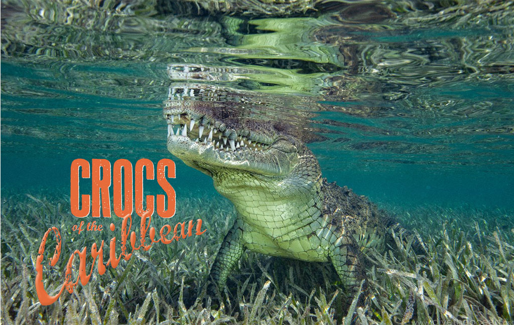 Crocs of the Caribbean