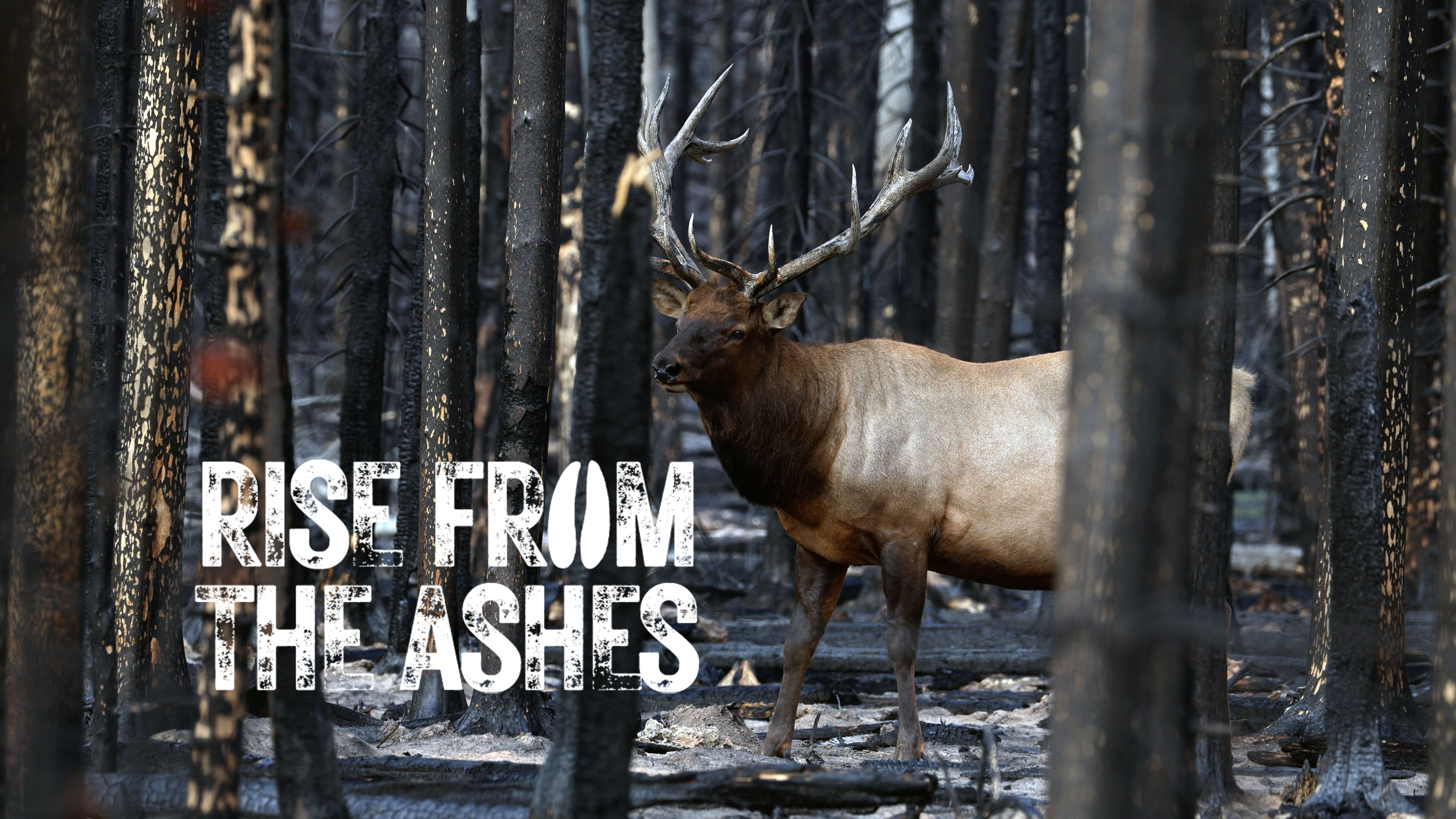 Rise from the Ashes