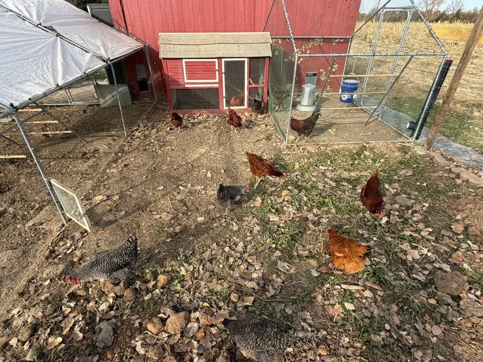 Free-range hens foraging by the coop at PHC Farm