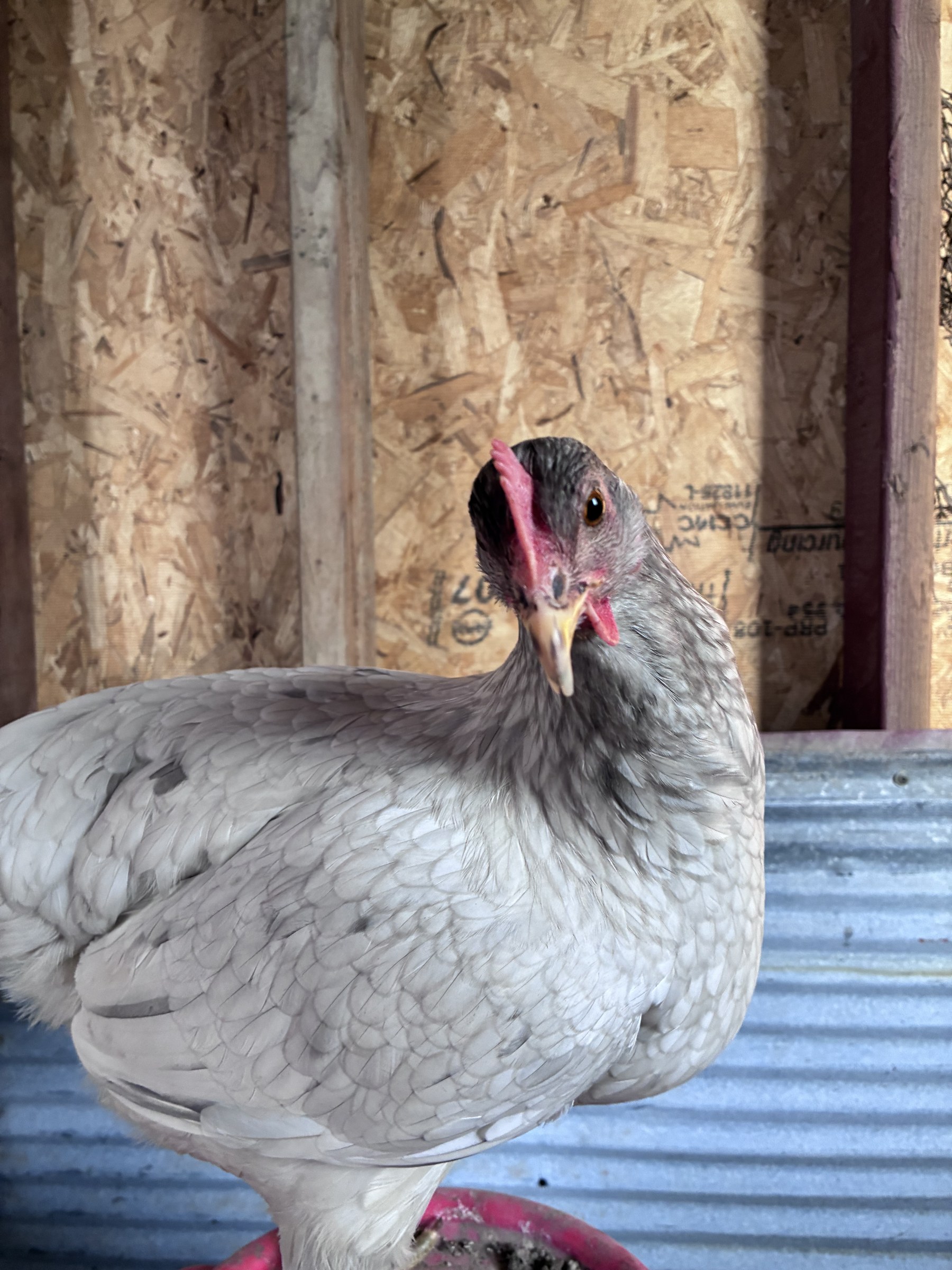 Lavender Easter Egger hen in the coop at PHC Farm