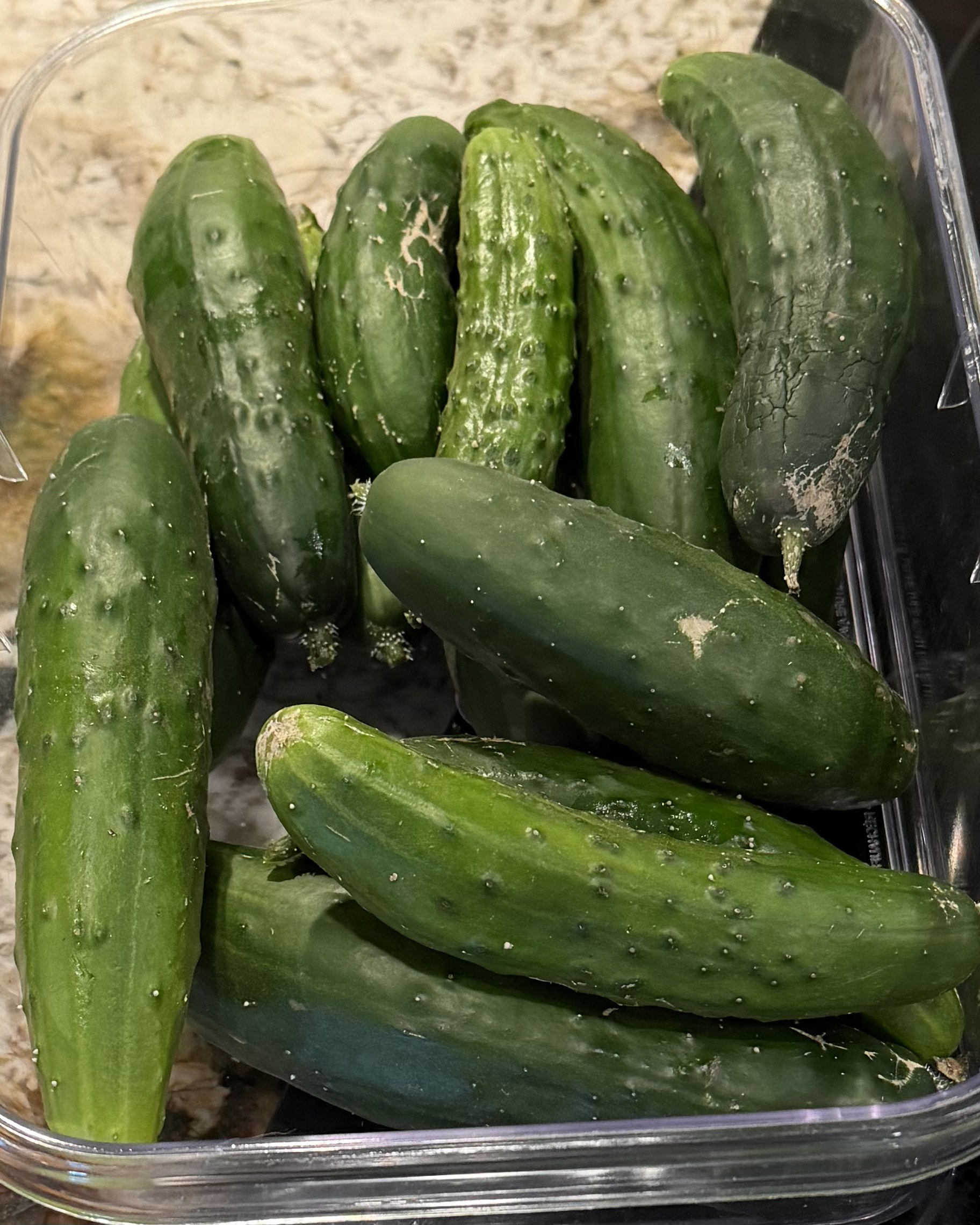 Container of fresh-picked cucumbers at PHC Farm