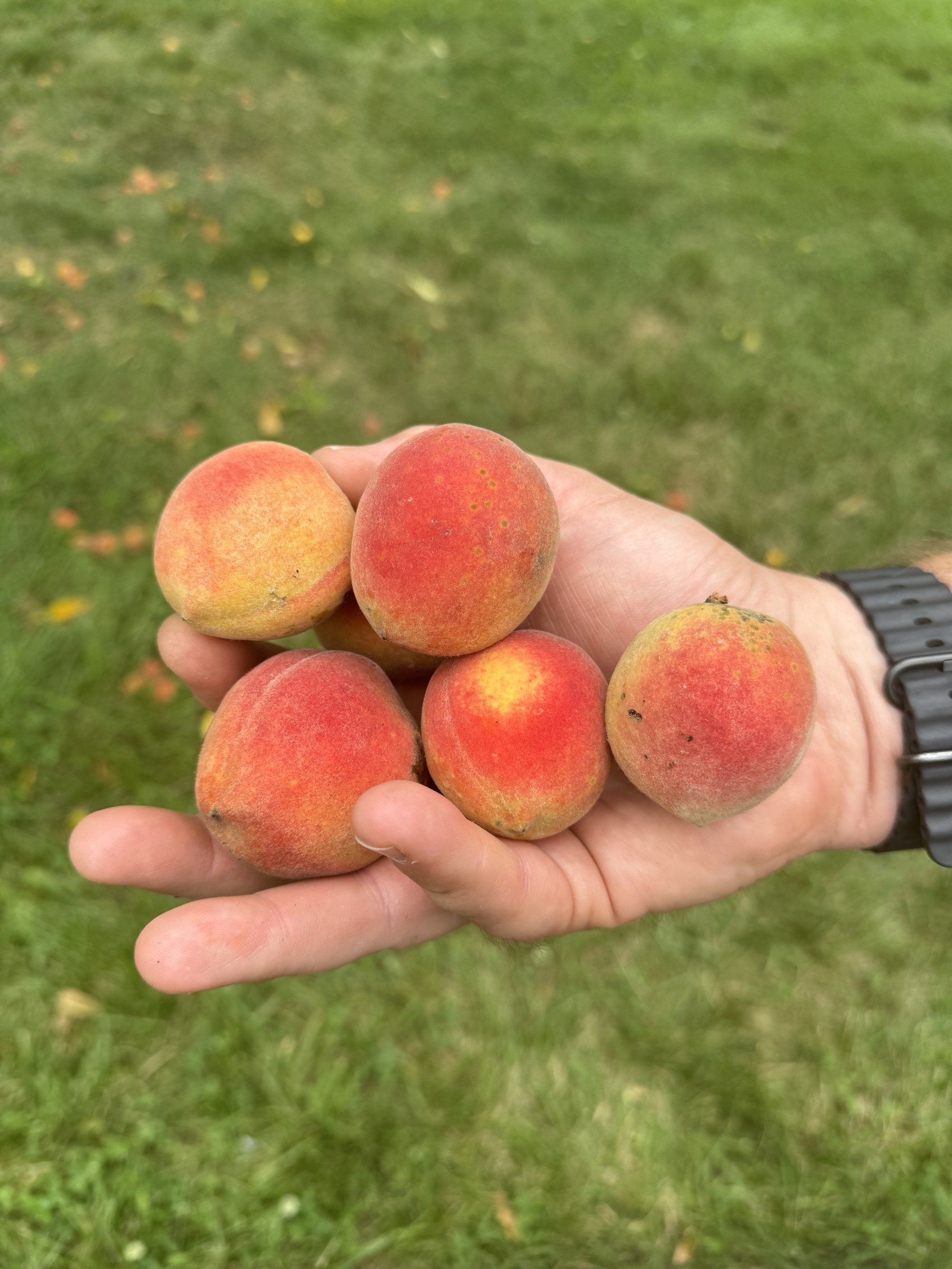 Five ripe peaches held in a hand at the PHC Farm orchard