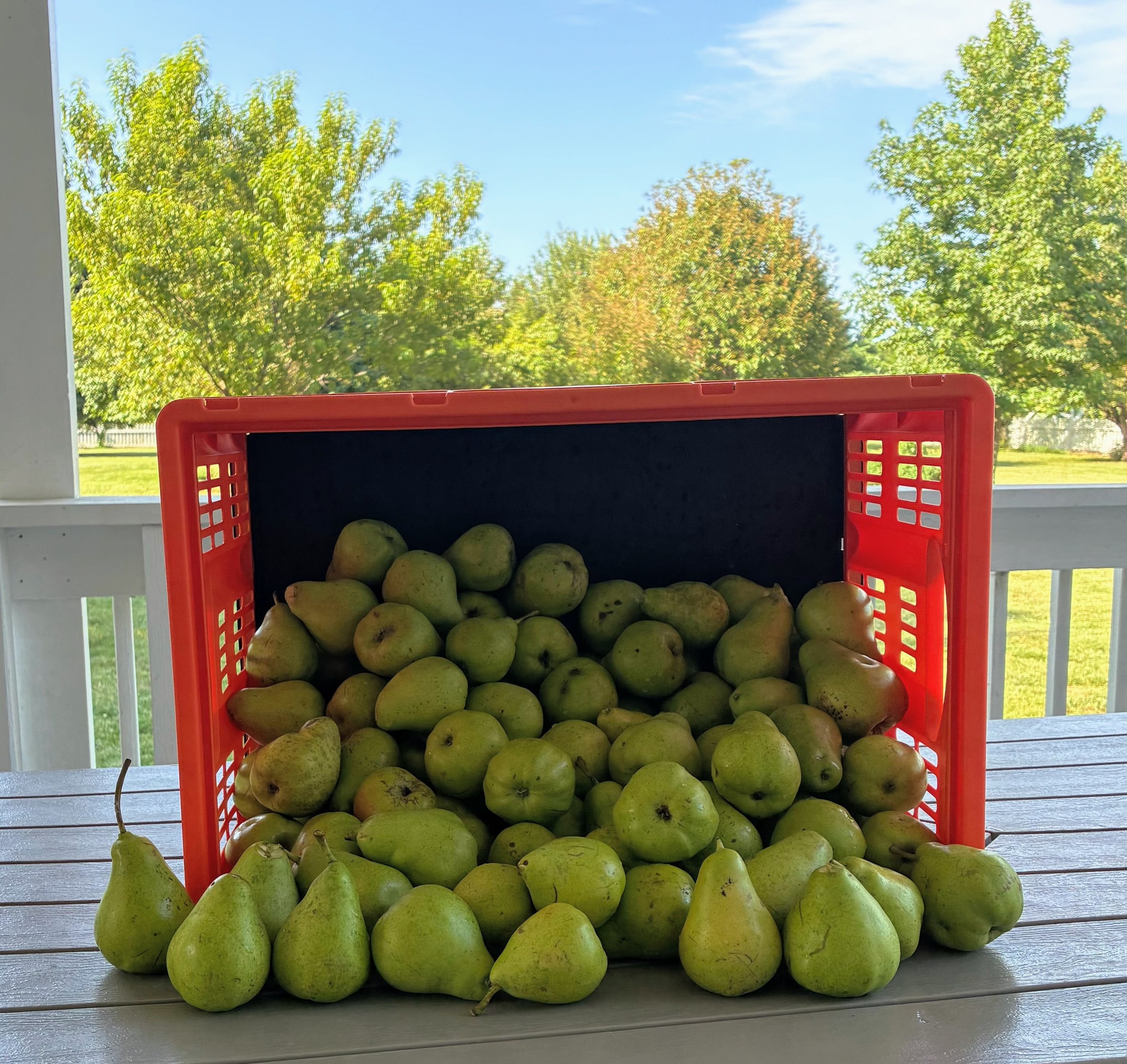 Red harvest crate full of fresh-picked green pears at PHC Farm