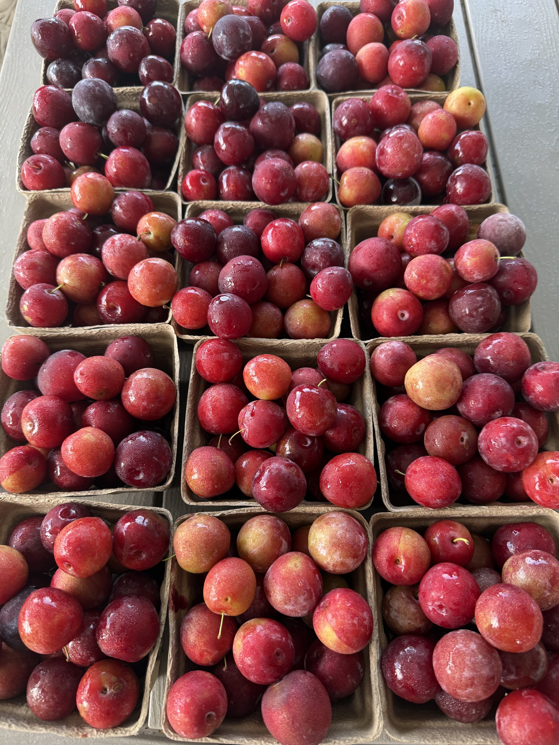 Market display of fresh plums in pint baskets at PHC Farm
