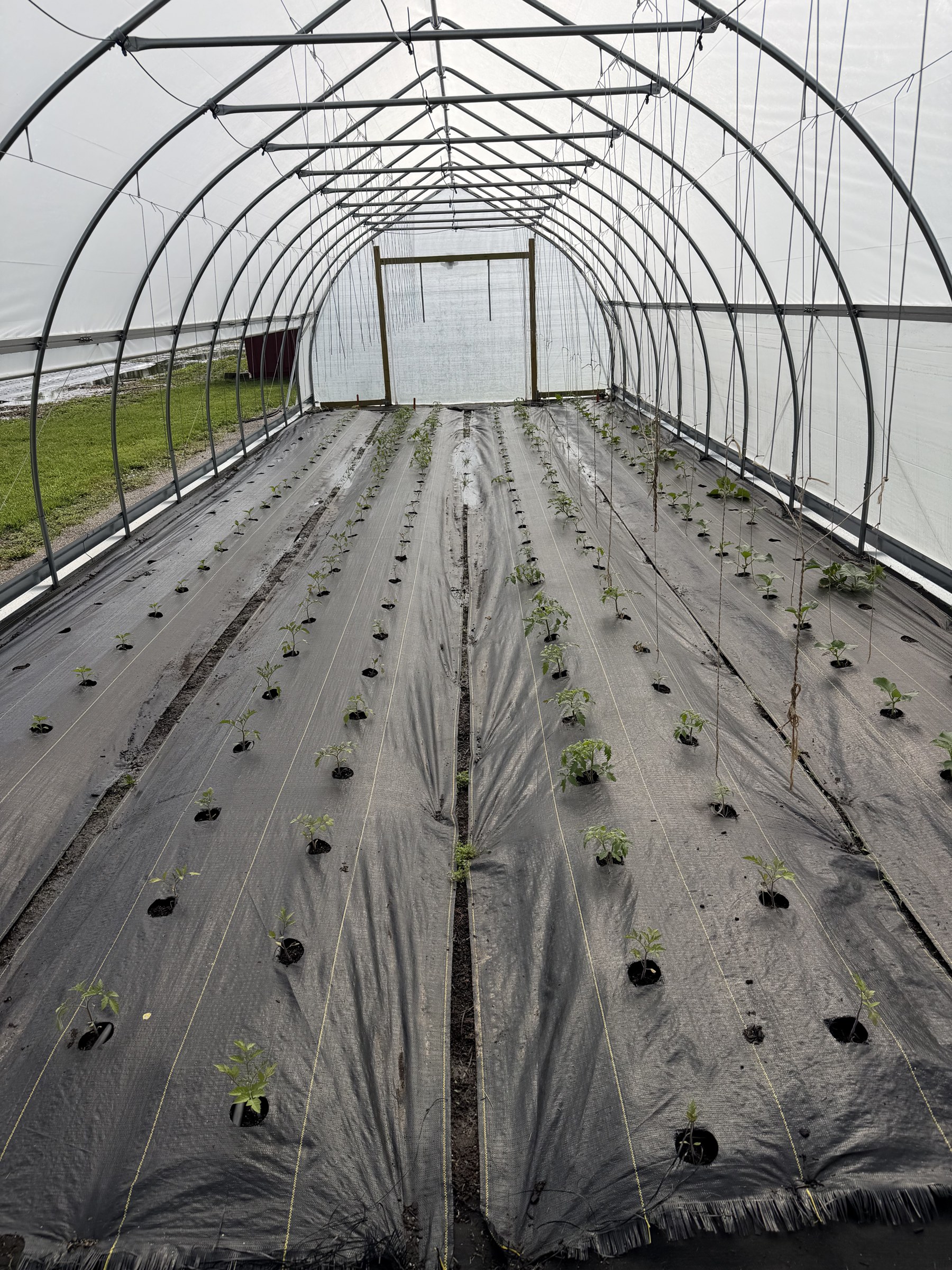 Rows of newly transplanted seedlings inside the hoop house at PHC Farm