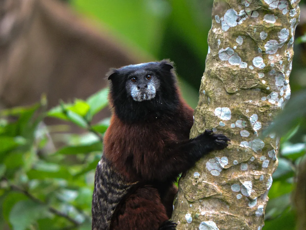 a black and brown monkey sitting on top of a tree