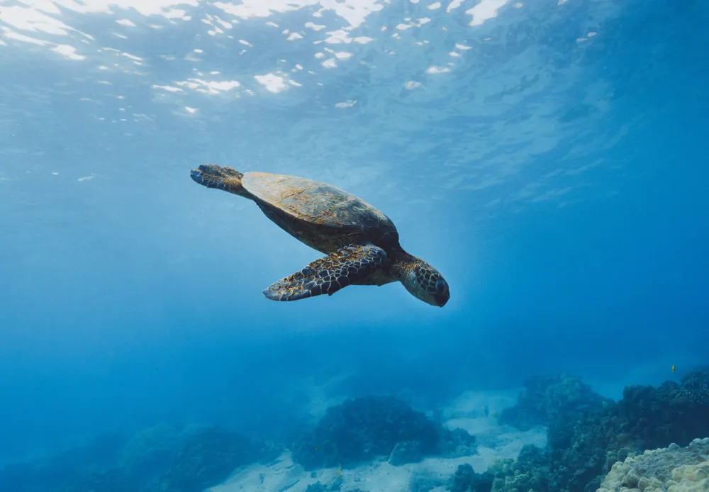 a turtle swims over a coral reef in the ocean