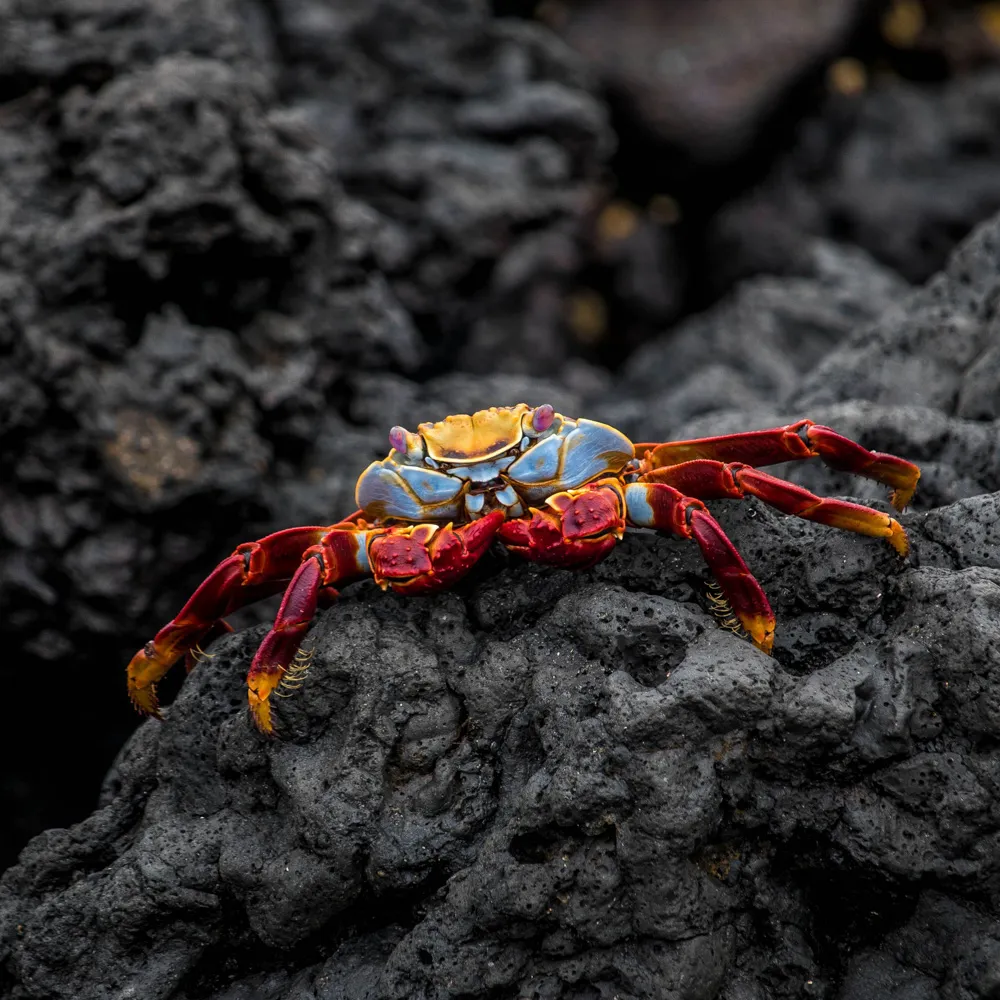 a red and yellow crab sitting on top of a rock