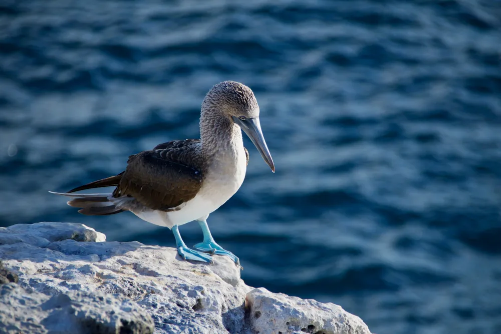 a brown and white bird standing on a rock next to the ocean