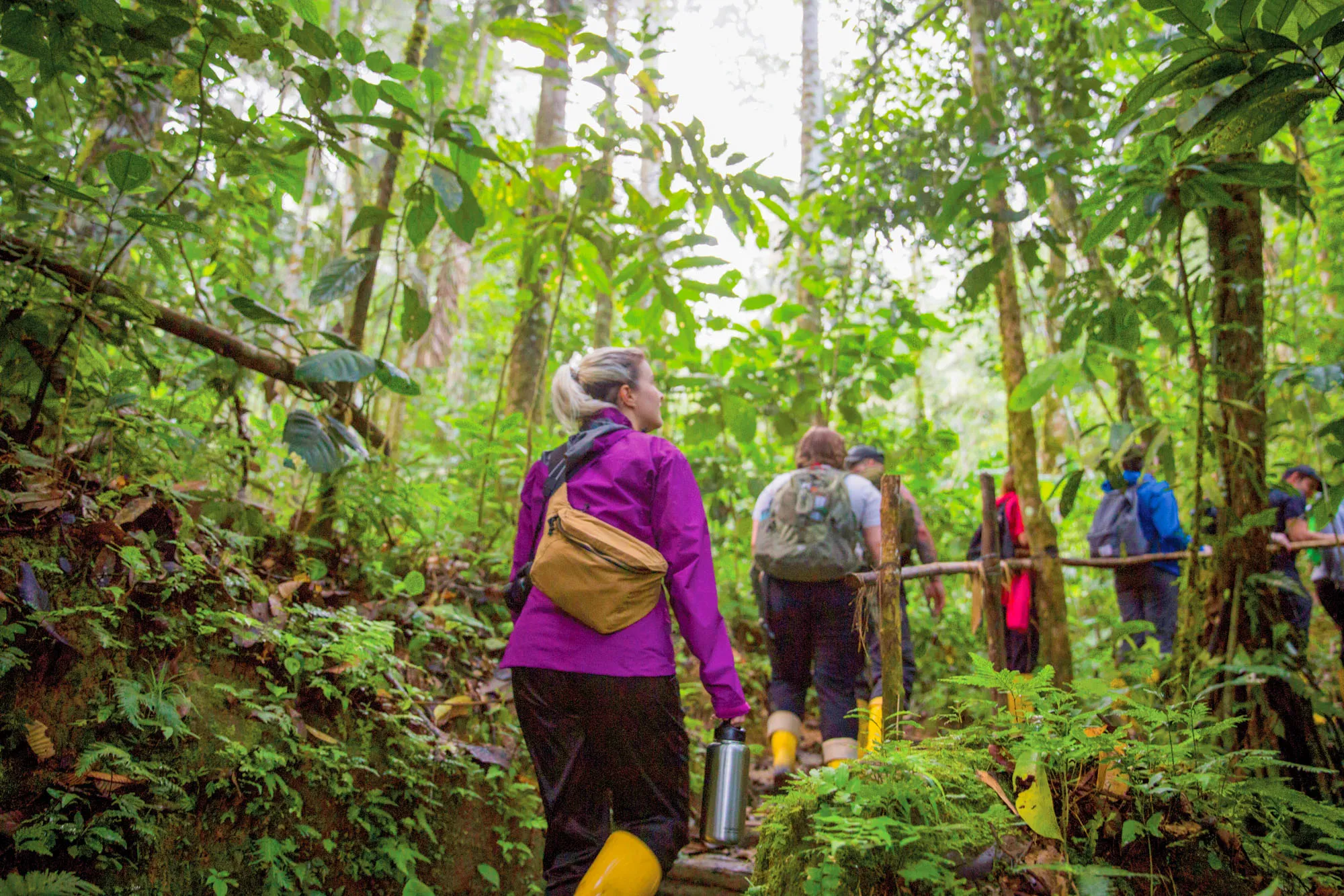 a group of people walking through the rainforest