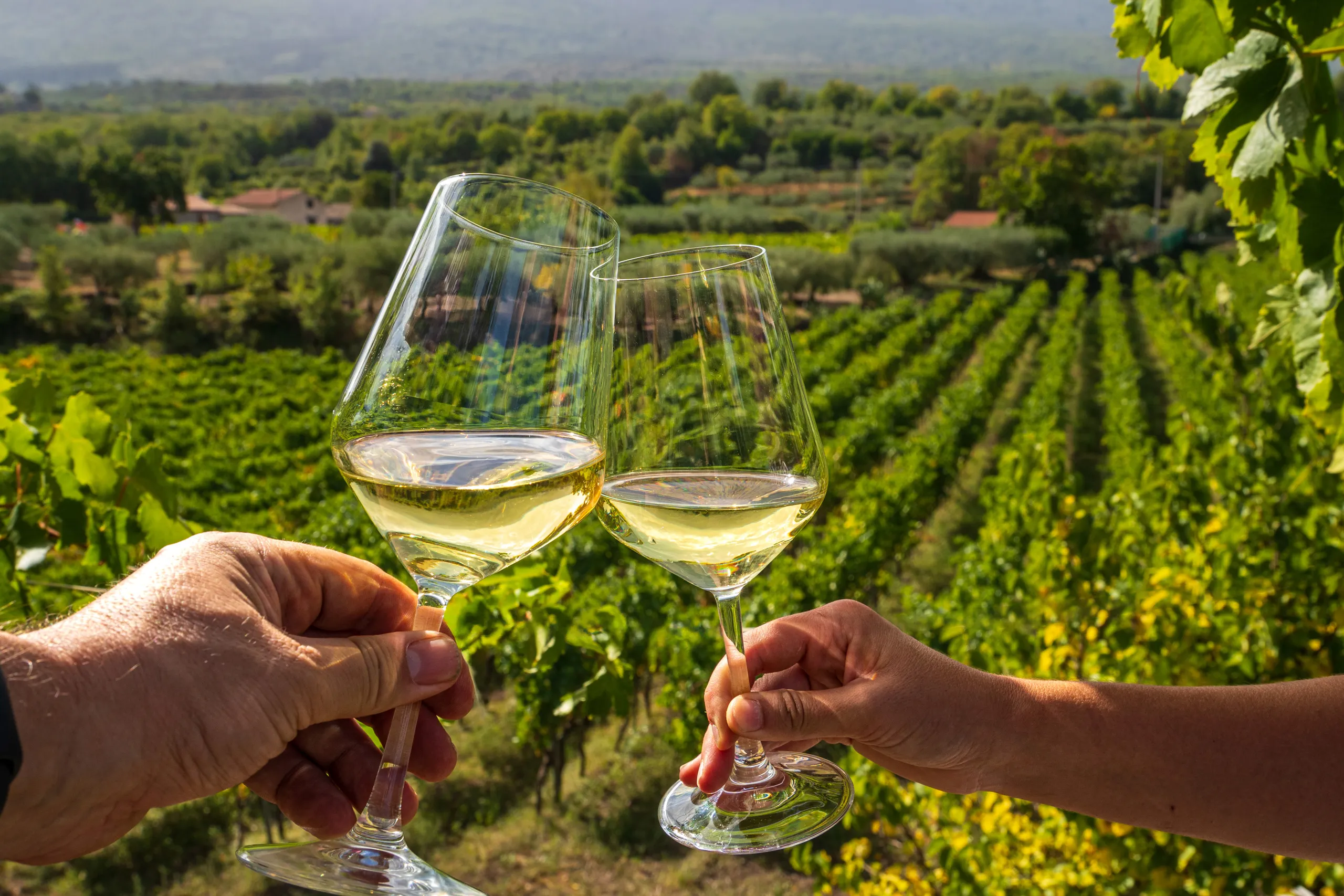 A toast with local wine among Sicilian vines