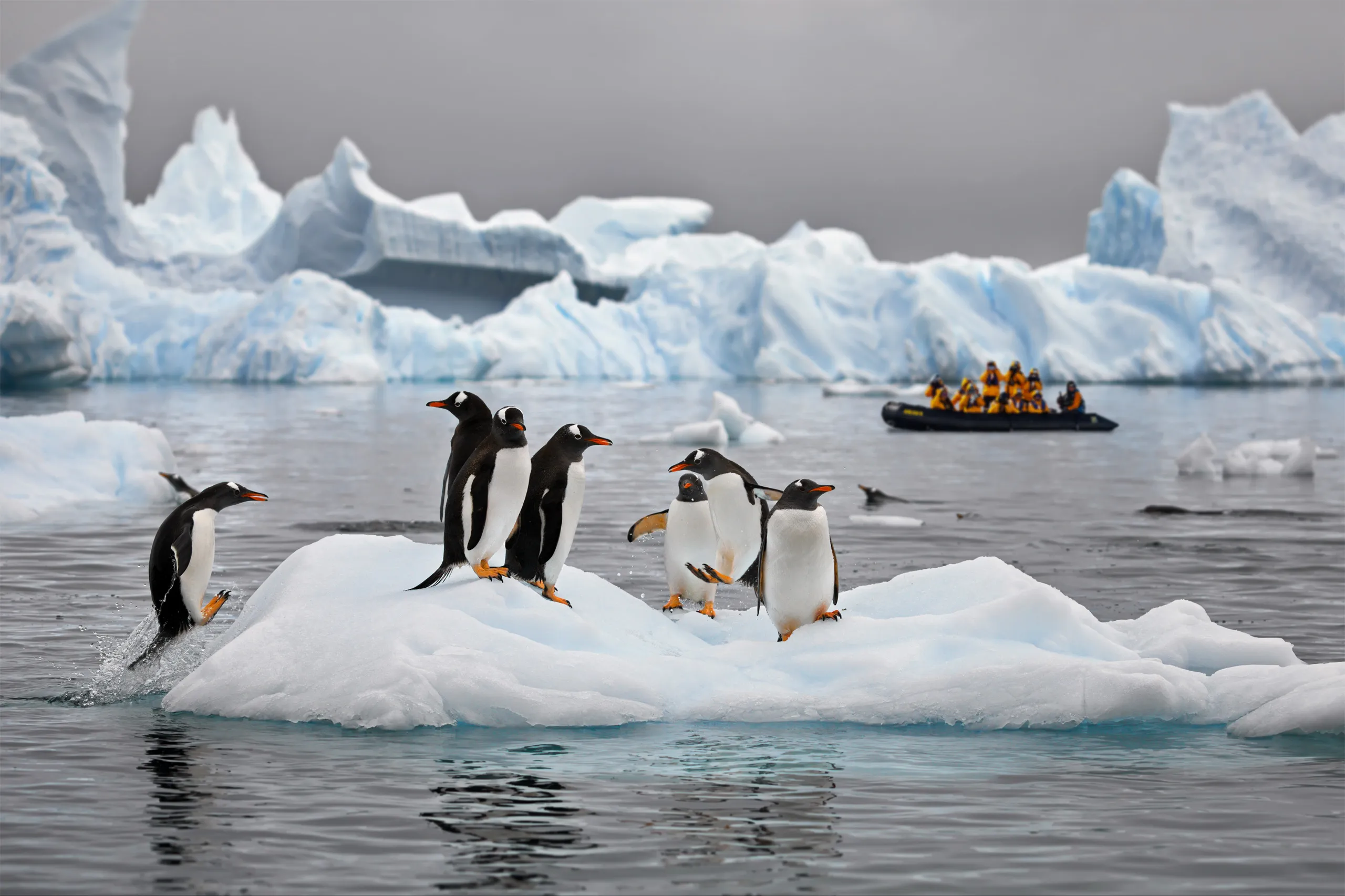 Penguins on the ice beside an expedition zodiac in Antarctica