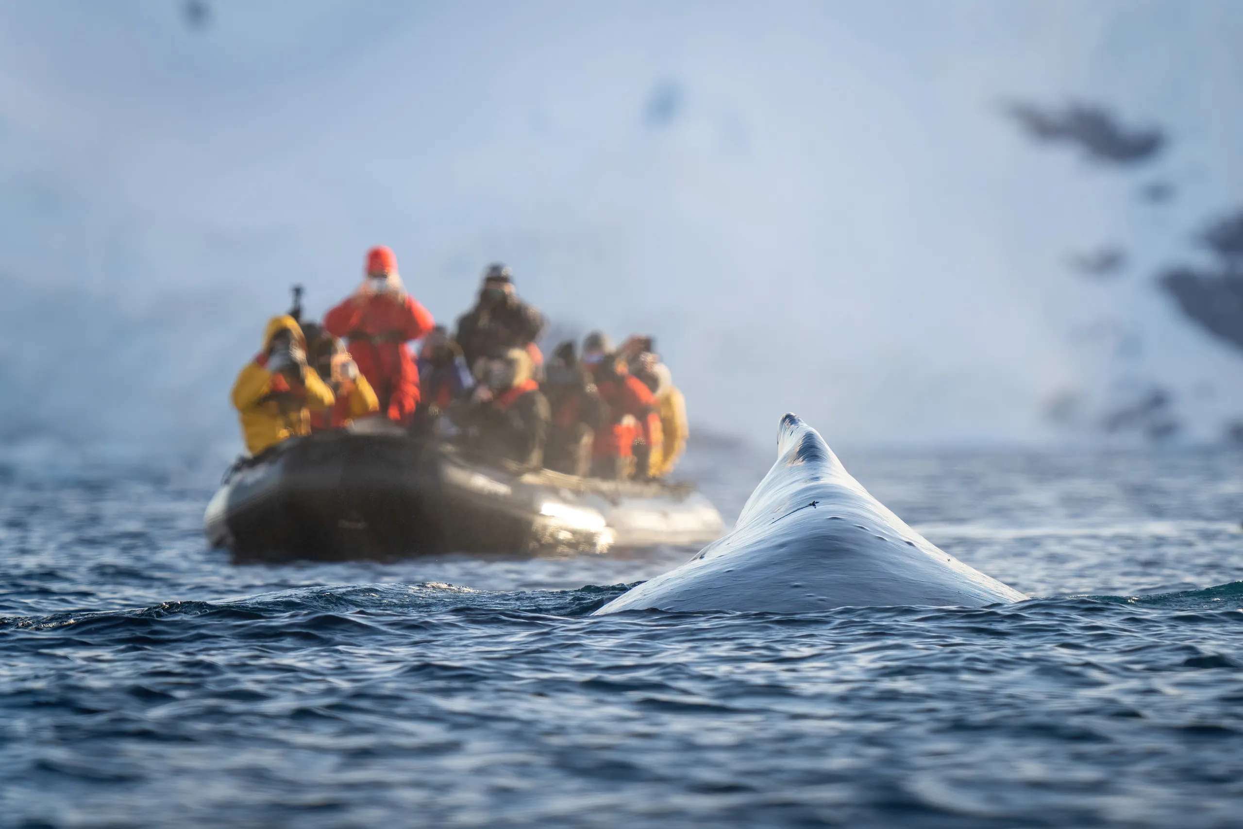 Expedition passengers in a zodiac beside a surfacing whale