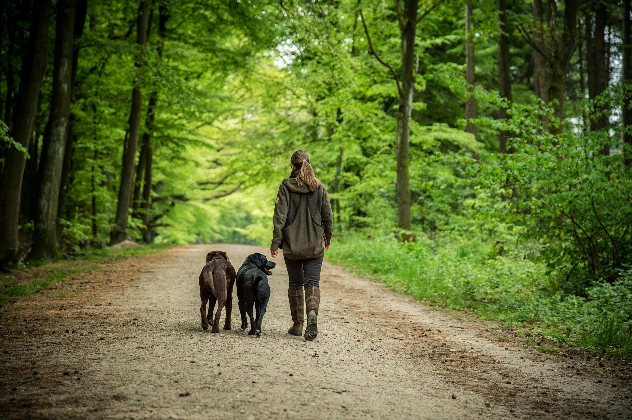 Nina Wolber mit ihren beiden Labradoren Coby und Henry auf einem Waldweg von hinten