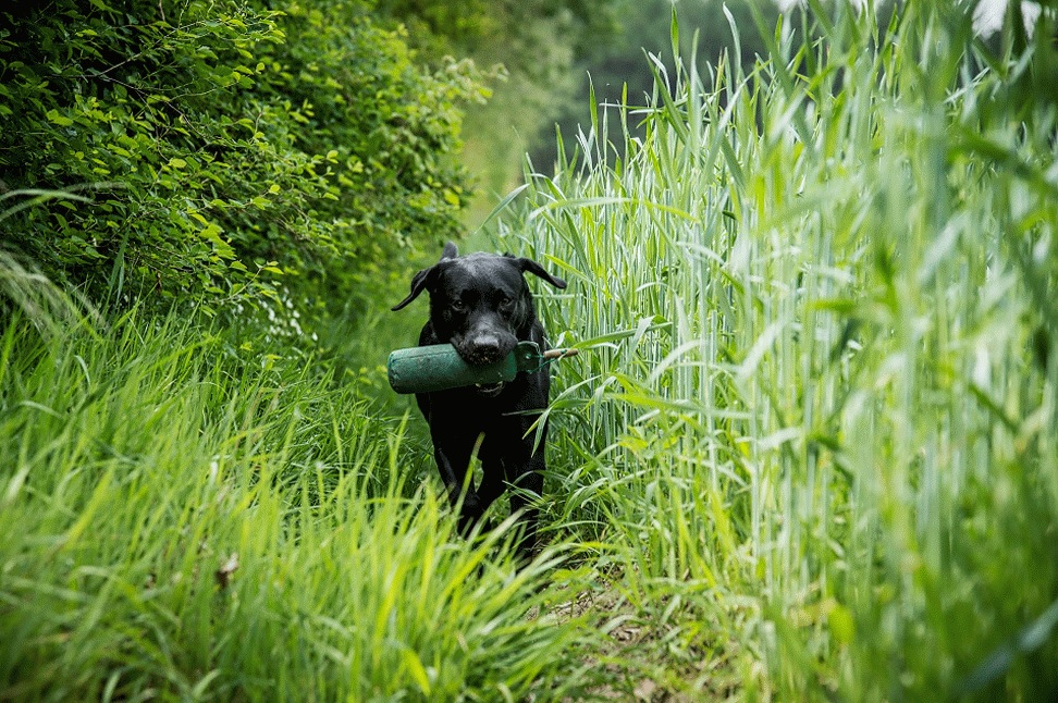 Schwarzer Labrador apportiert einen Dummy — Bewegtbild aus dem Dummy-Training