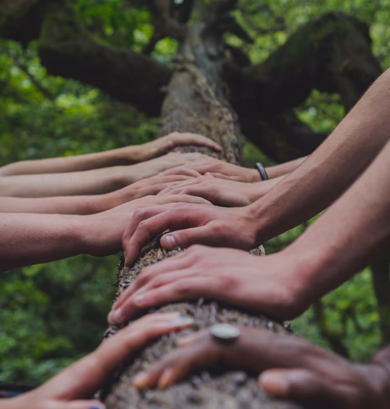 Multiple hands of diverse people placed on a tree trunk in a green forest.