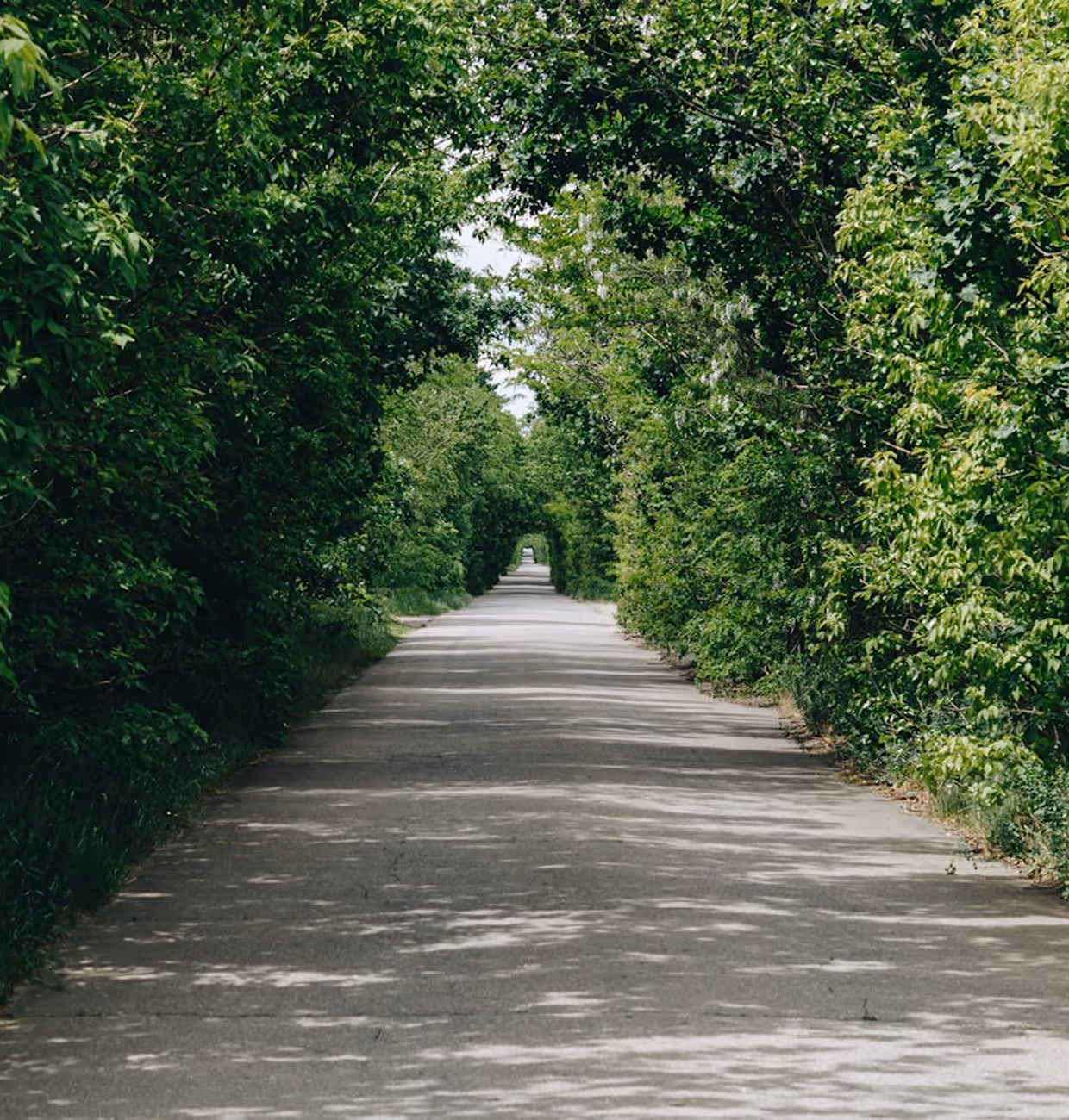 Long paved road flanked by dense green trees forming a natural tunnel.