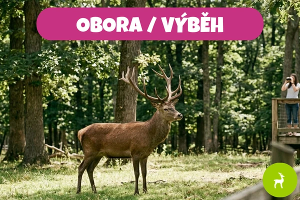 Jelen s velkými parožími stojí v lese v oboře při slunečném dni.