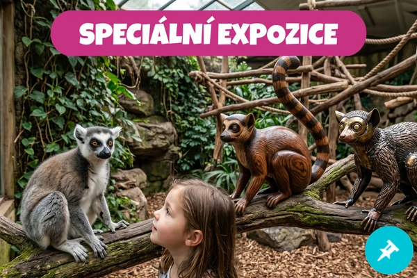 Dívka pozoruje lemura sedícího na větvi vedle dvou dřevěných soch lemurů v zoo.