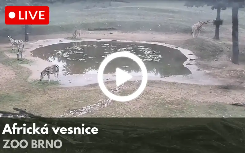 Logo ZOO Praha s barevnými otisky stop různých zvířat v zelené, červené, modré, žluté a oranžové barvě.