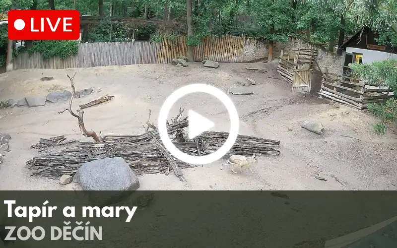 Logo ZOO Praha s barevnými otisky stop různých zvířat v zelené, červené, modré, žluté a oranžové barvě.