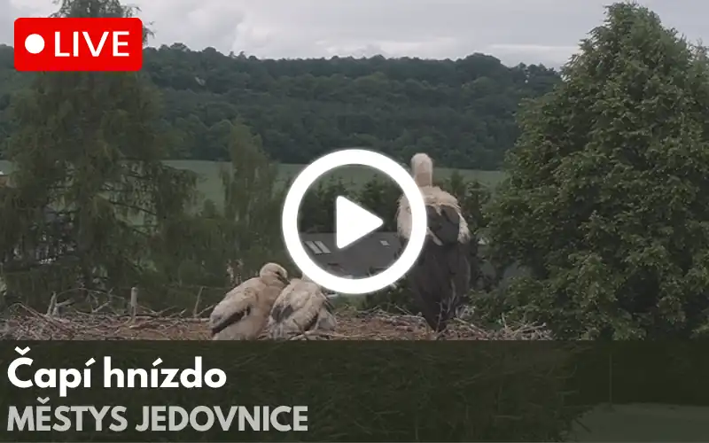 Logo ZOO Praha s barevnými otisky stop různých zvířat v zelené, červené, modré, žluté a oranžové barvě.