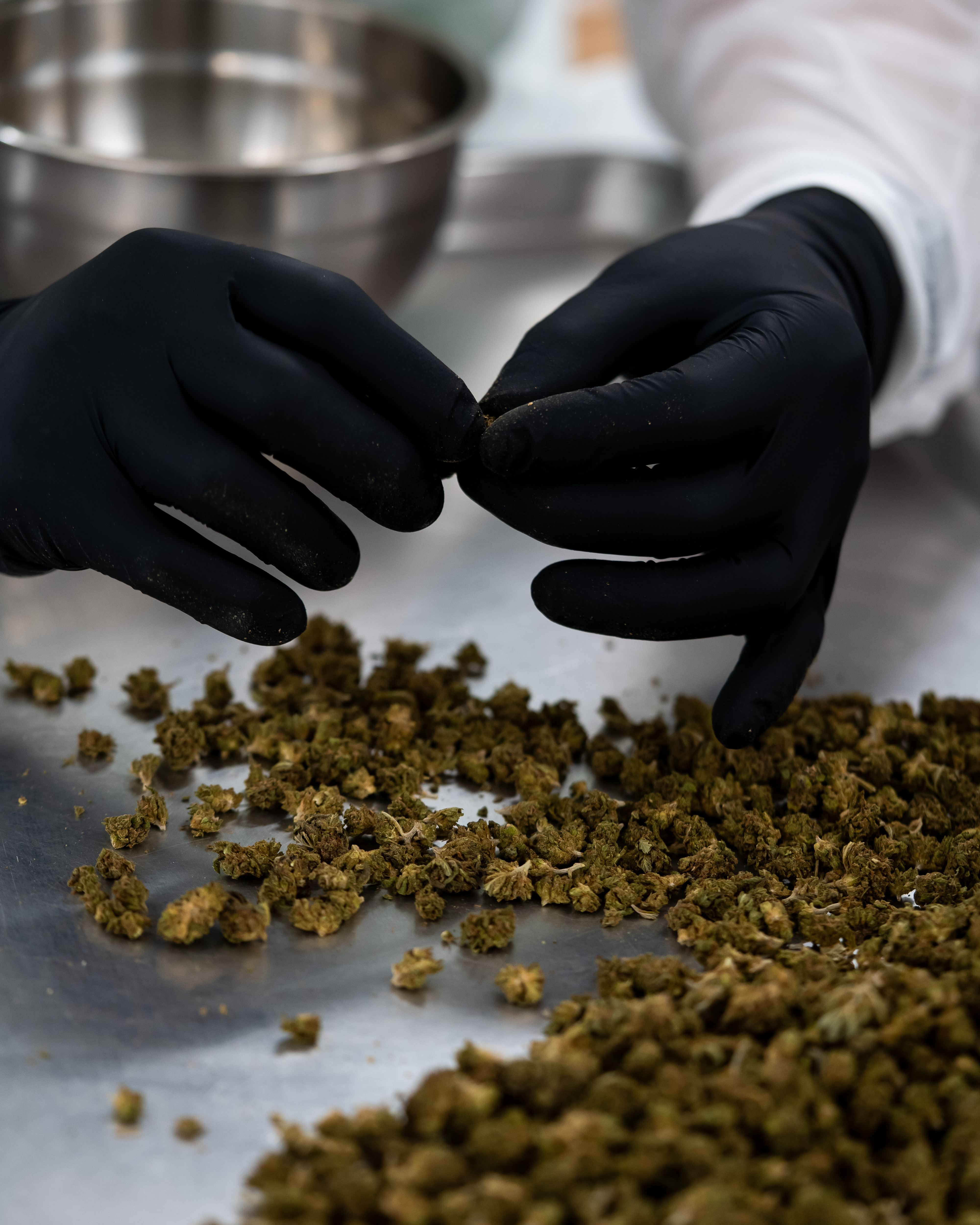 A North Star Canna employee breaking down plant material