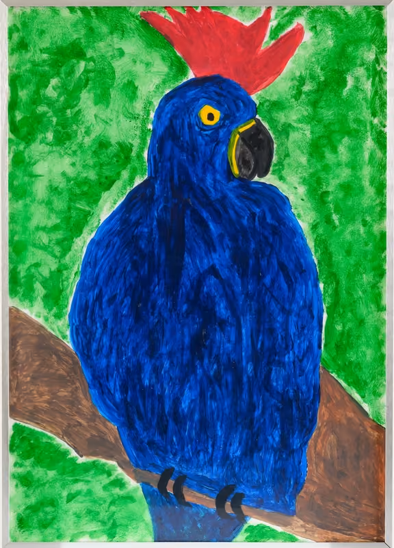 Blue Cockatoo